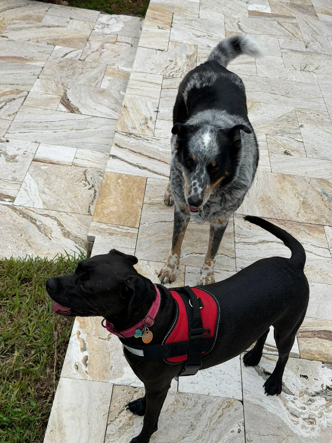 Two dogs together beside the pool