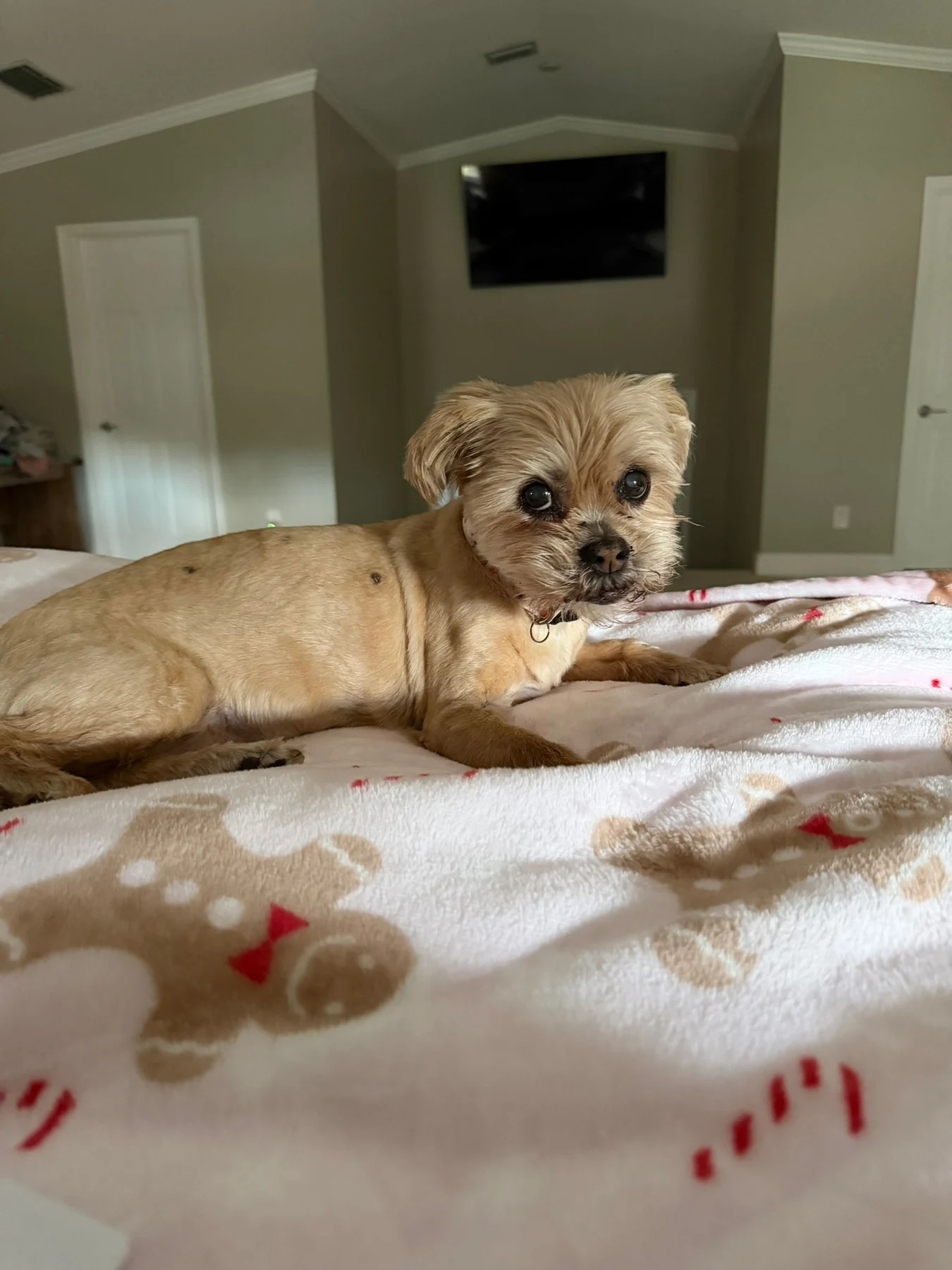Small dog resting comfortably on a bed