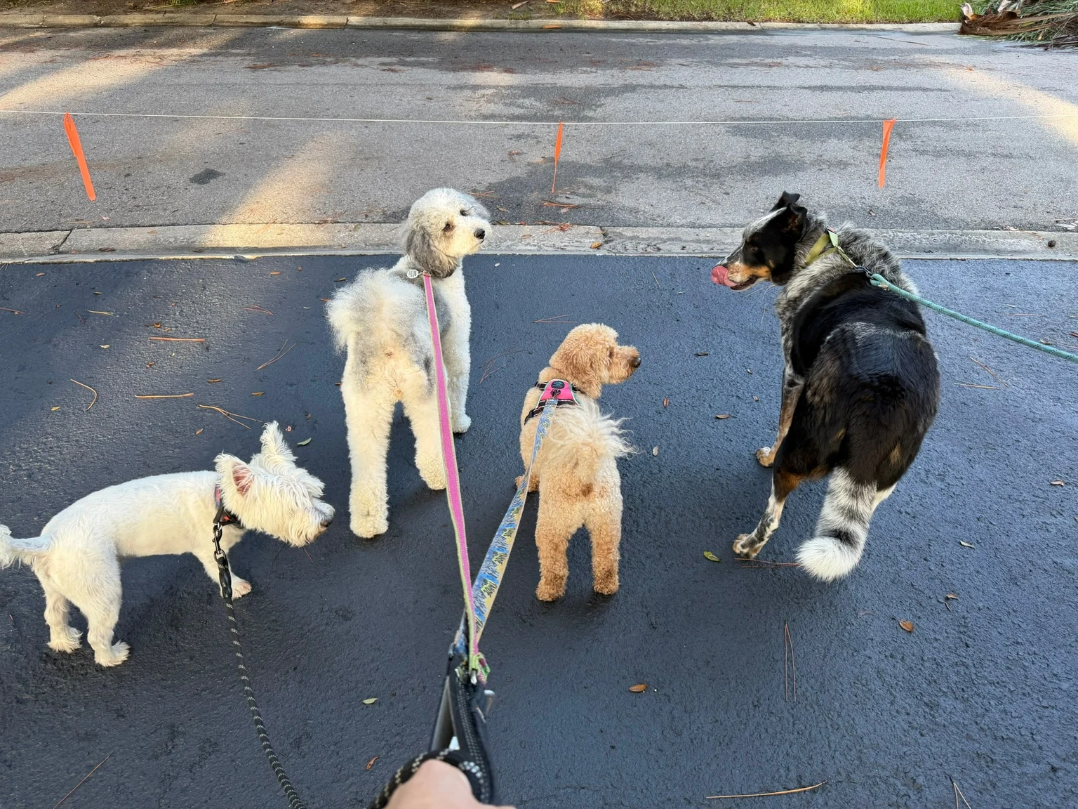 Several dogs walking together outdoors