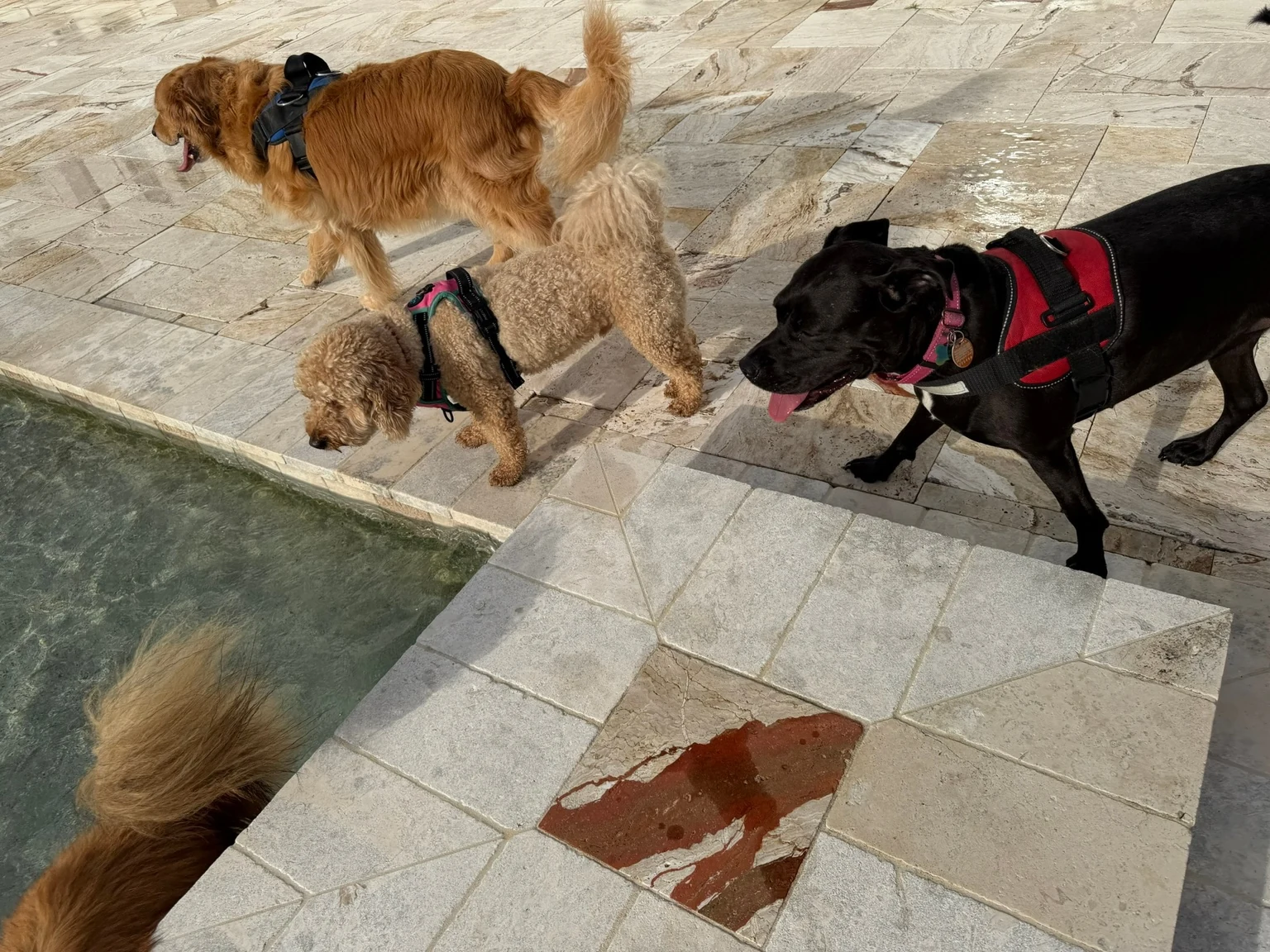 Two dogs greeting one another near the pool
