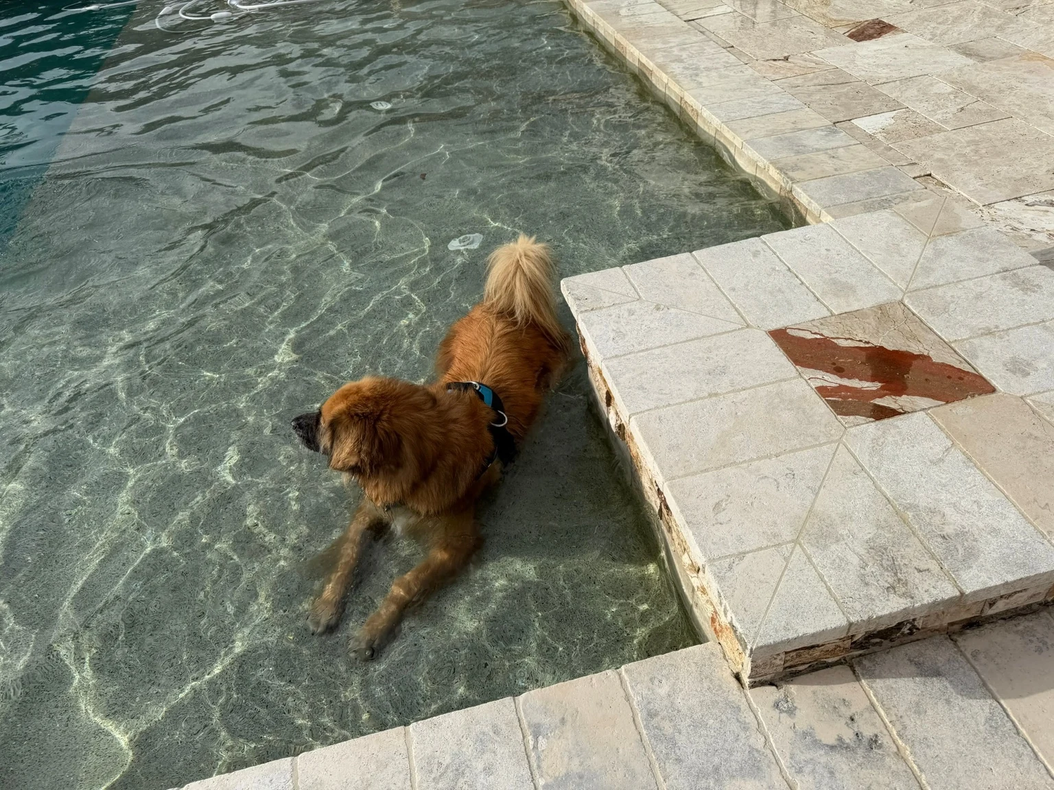 Dog enjoying a swim in the pool