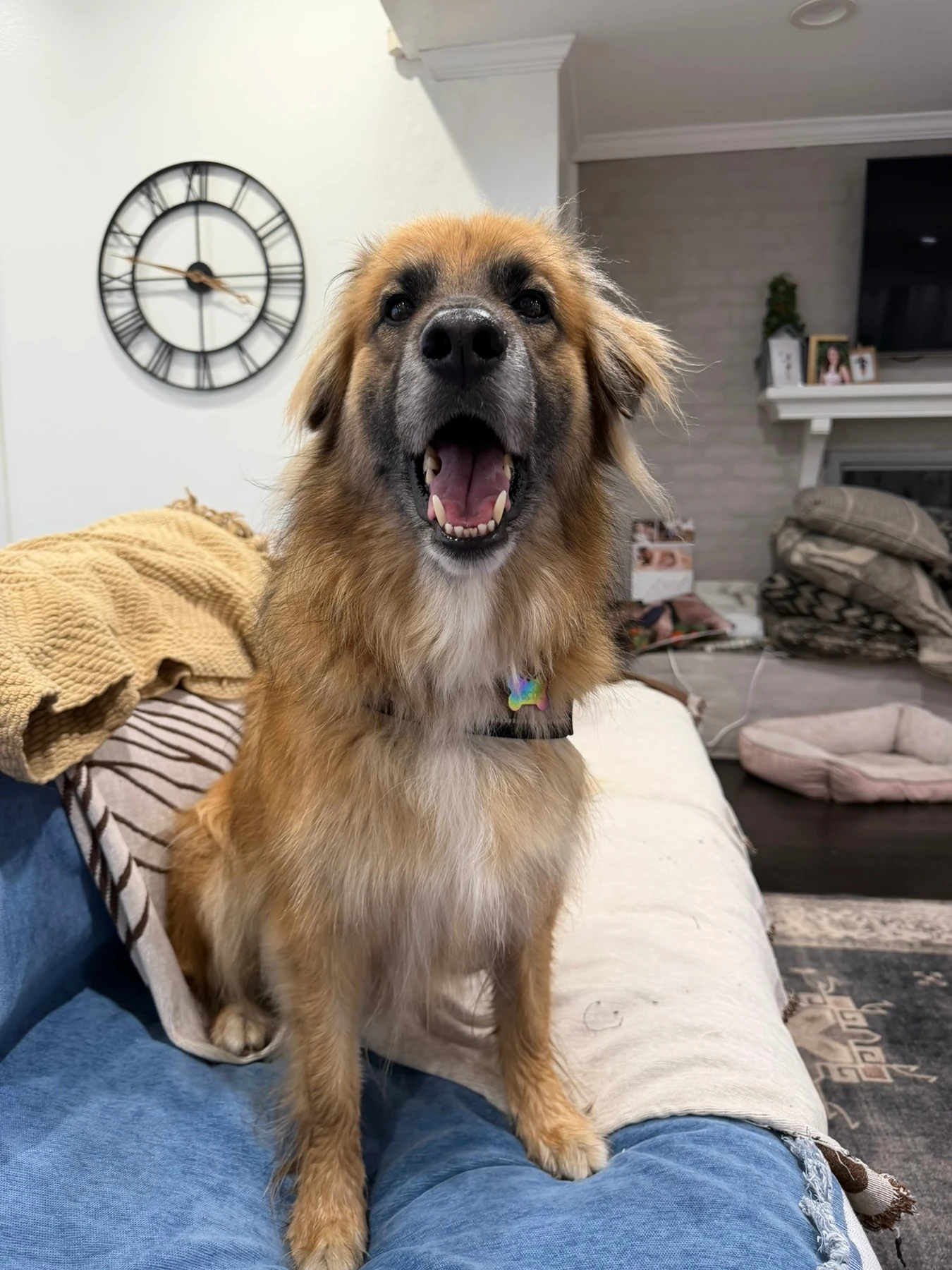 Golden dog relaxing on a couch