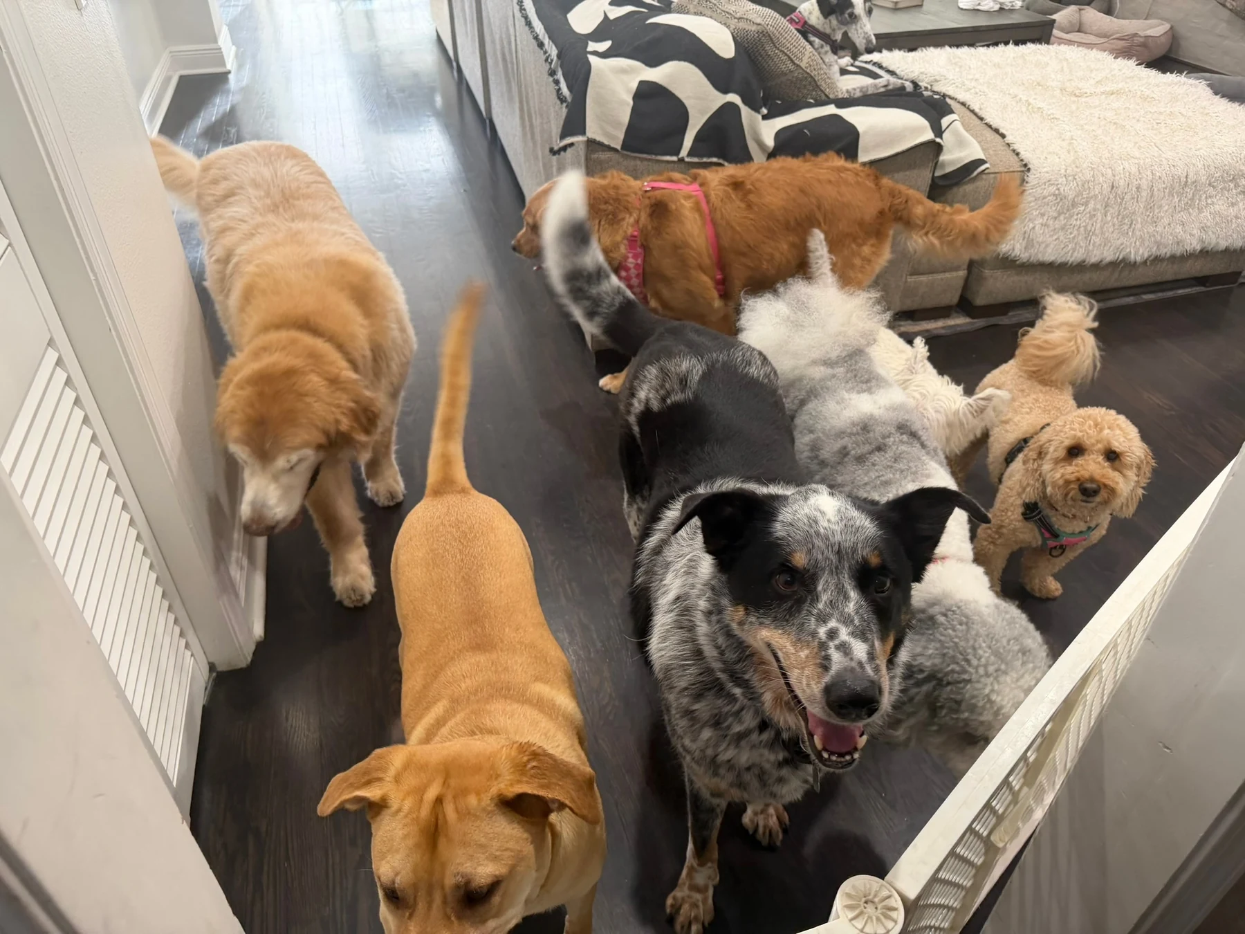 Several dogs gathered together indoors