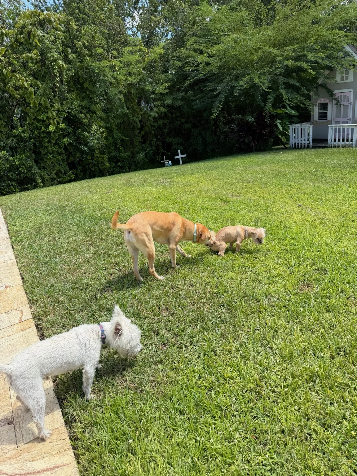 Dogs spending time in the backyard