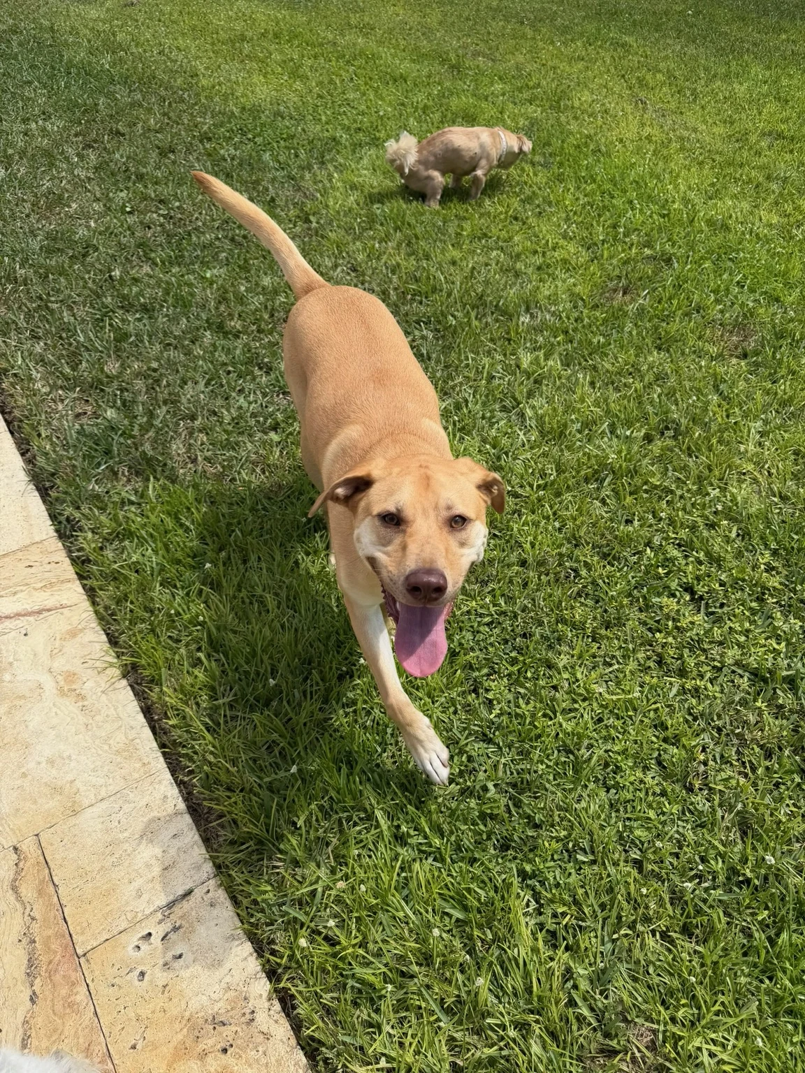 Dog running across the grass