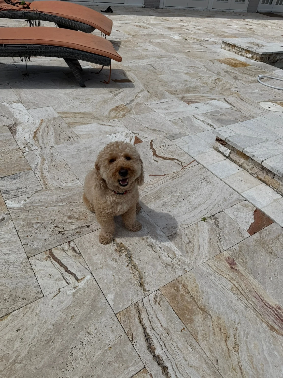 Small dog exploring the patio