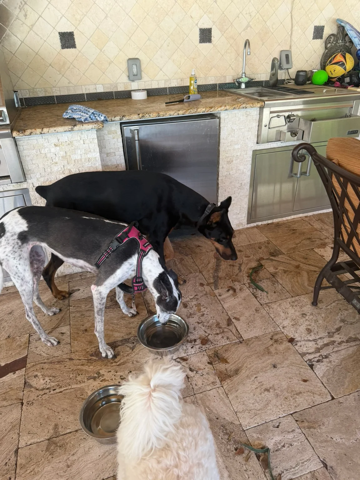 Several dogs gathered together in a home