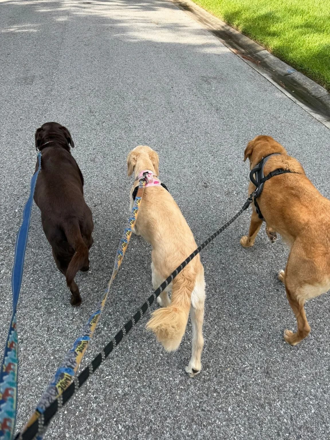 Three dogs walking together on a neighborhood path