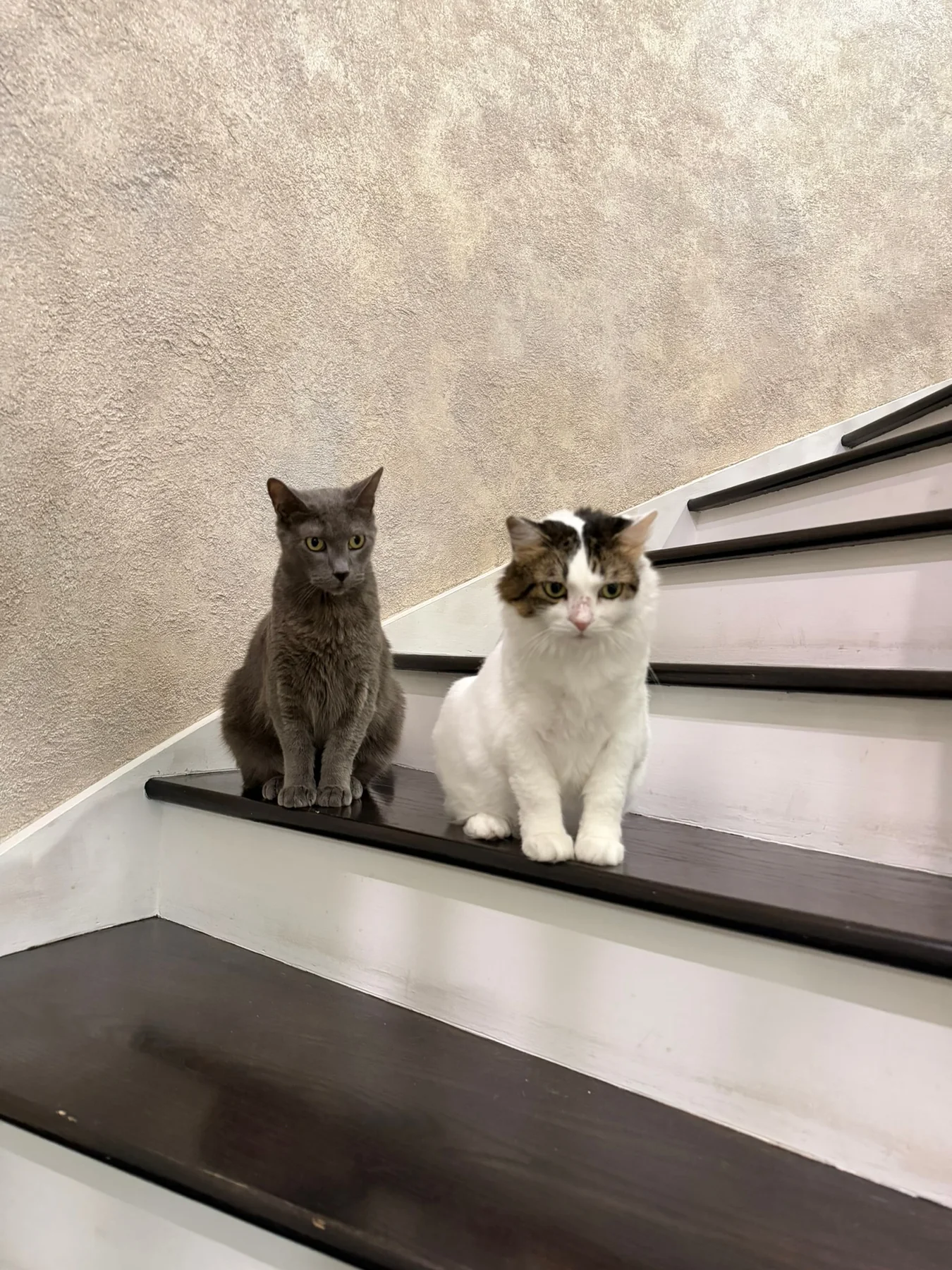 Two cats sitting together on indoor stairs