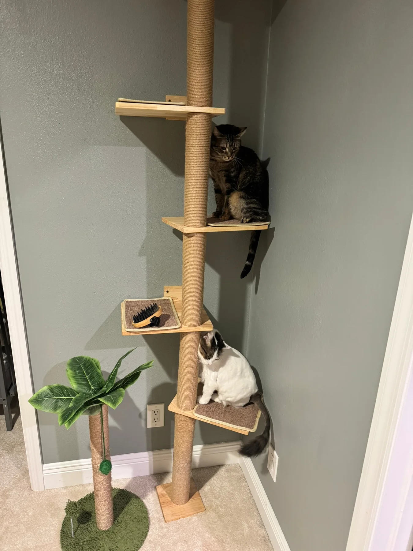Two cats relaxing on a cat tree