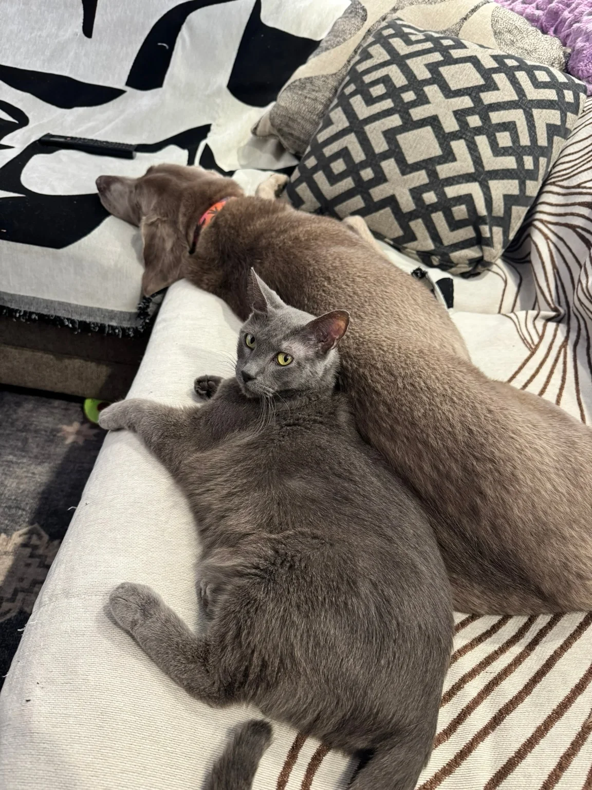 Two dogs cuddling together on a couch