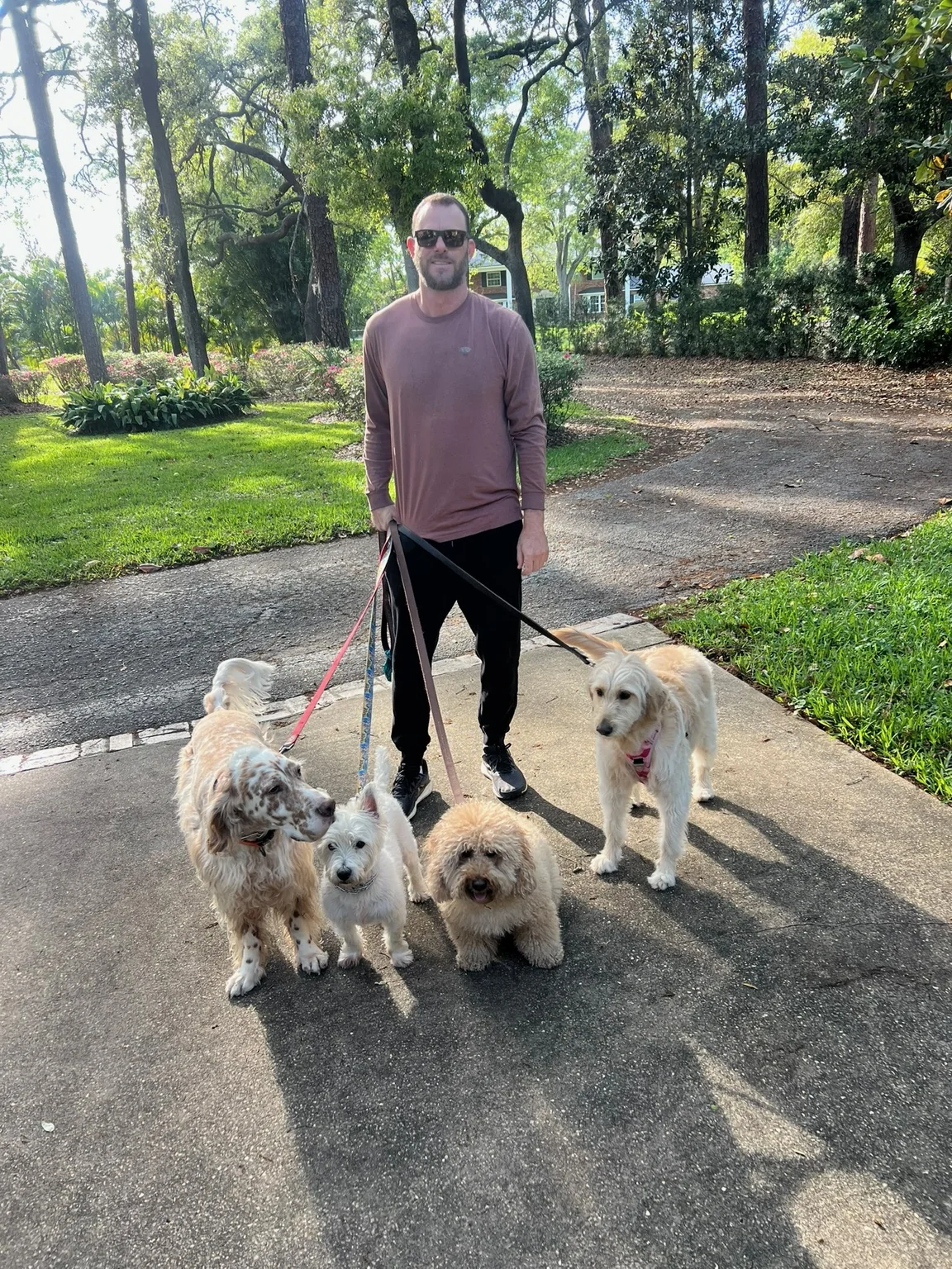 Caregiver walking several dogs on a shaded path