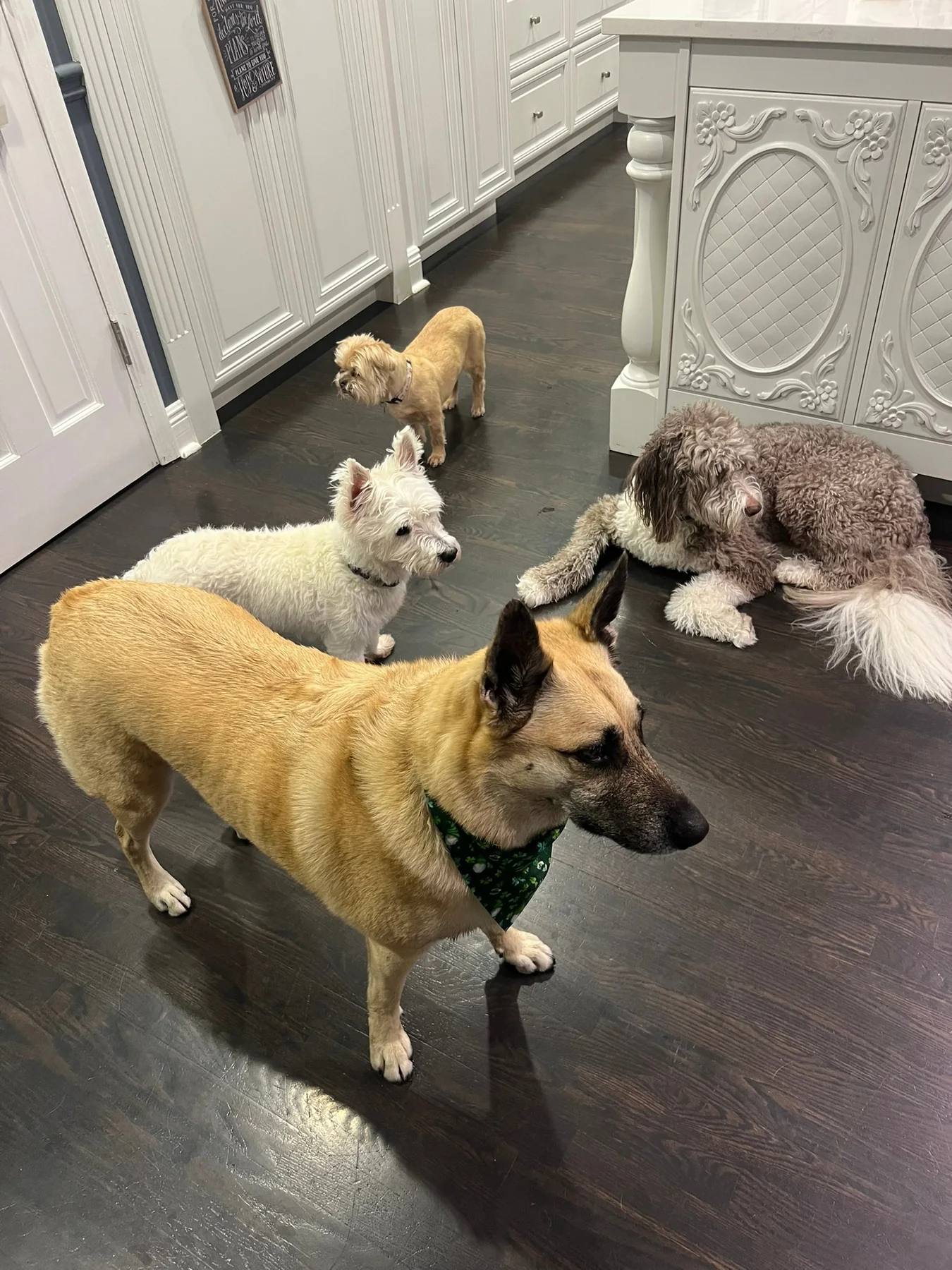 A group of dogs meeting indoors