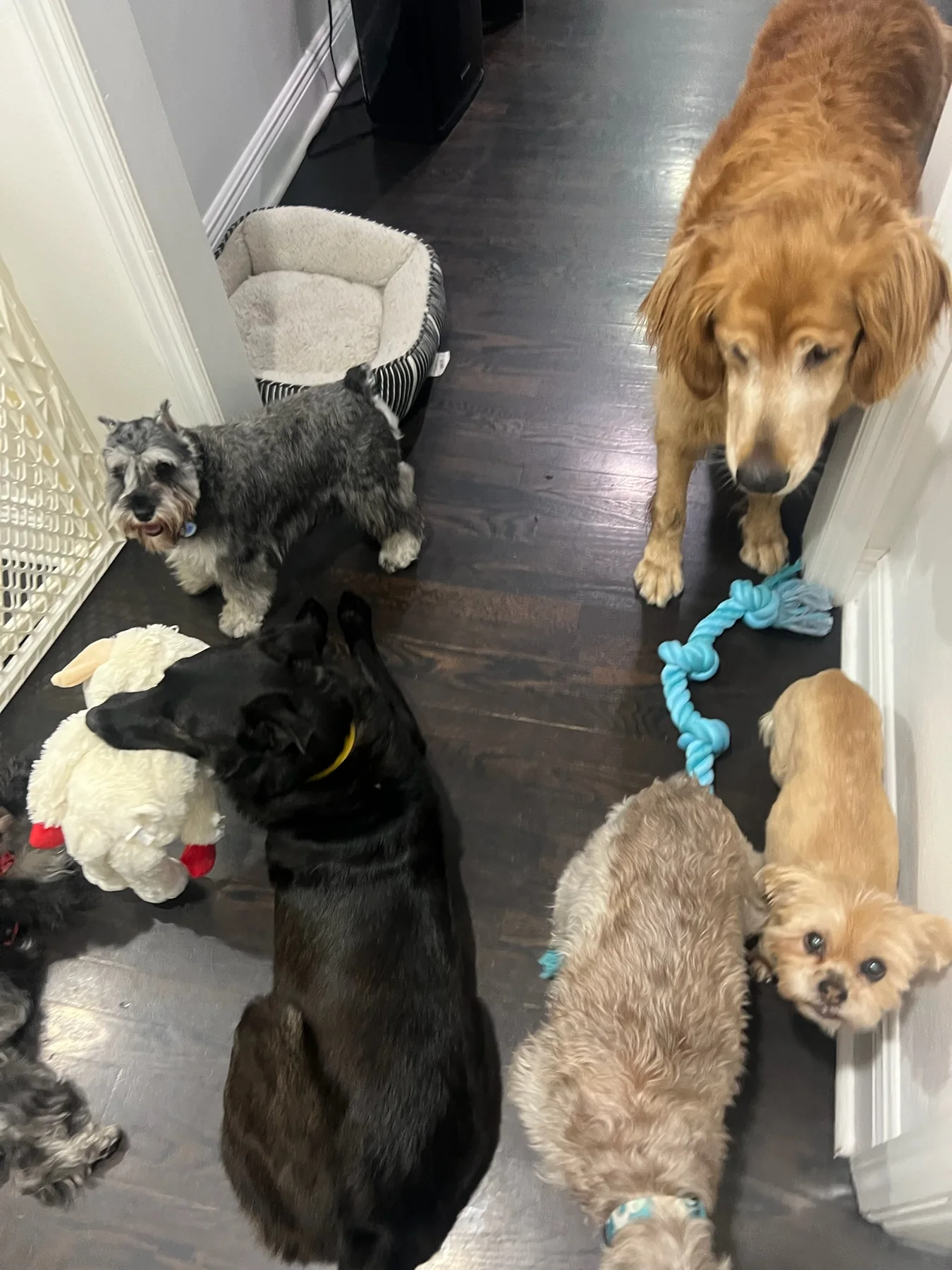 Several dogs gathered in a hallway