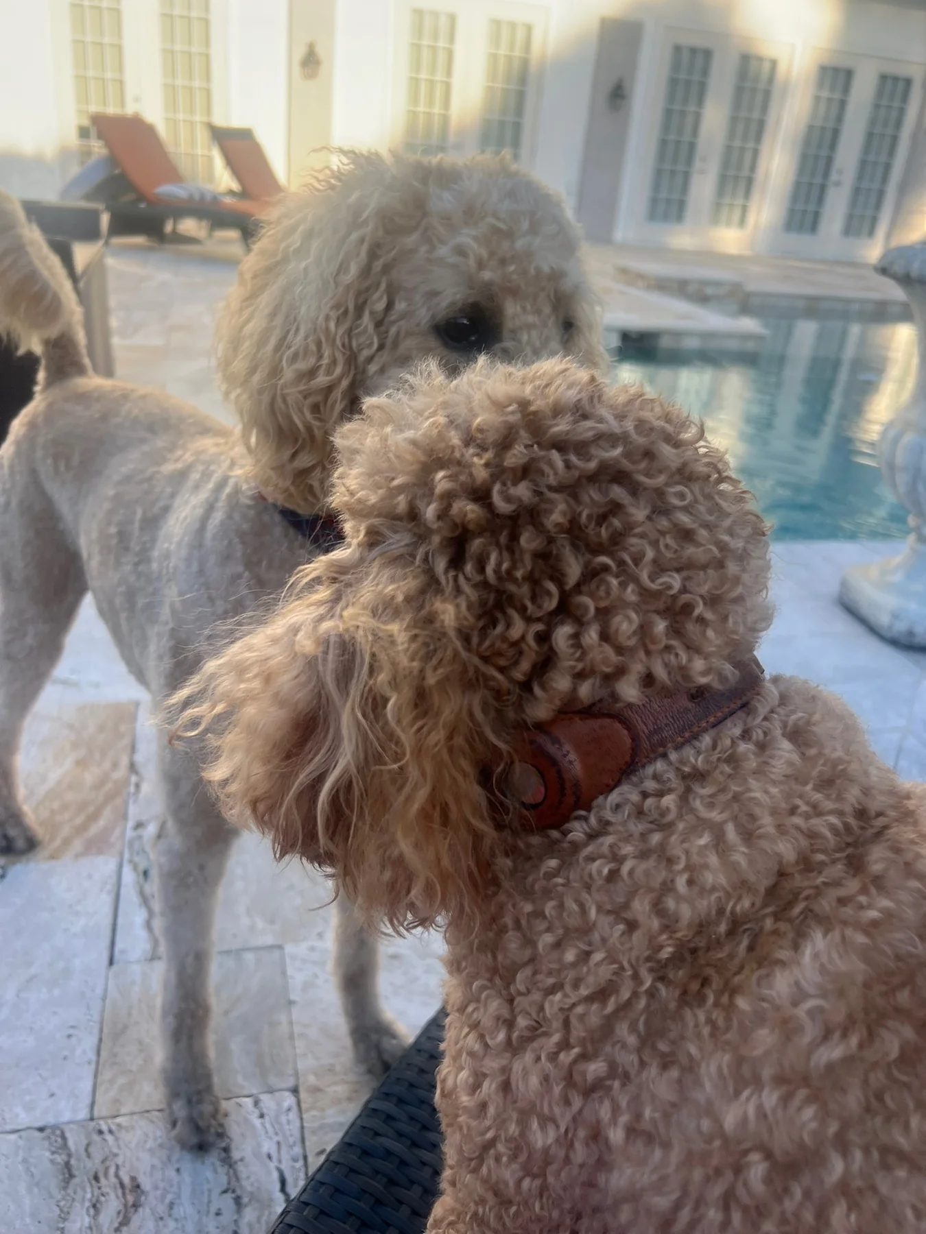 Two dogs sharing a gentle greeting