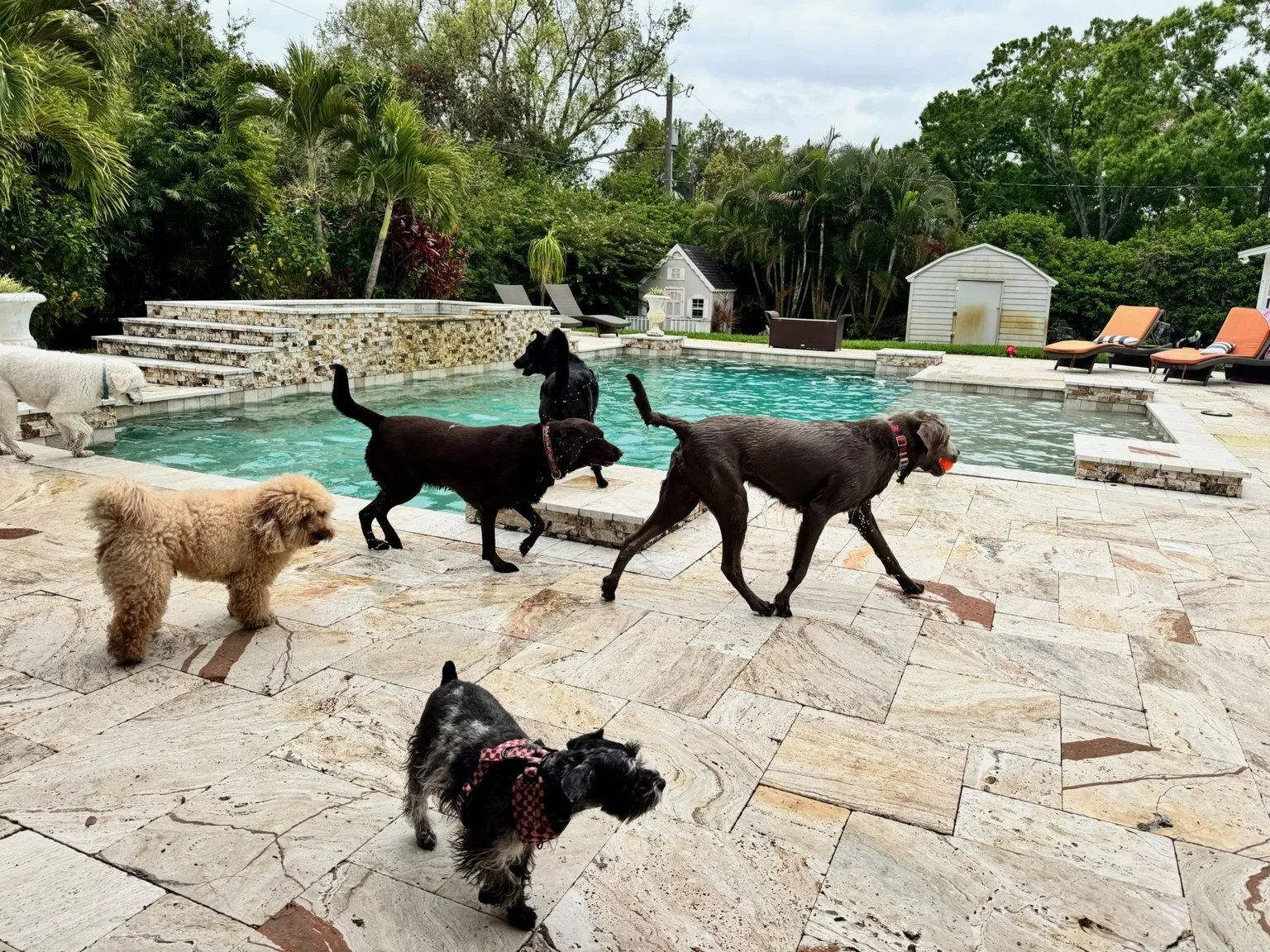 Several dogs enjoying time together beside a pool