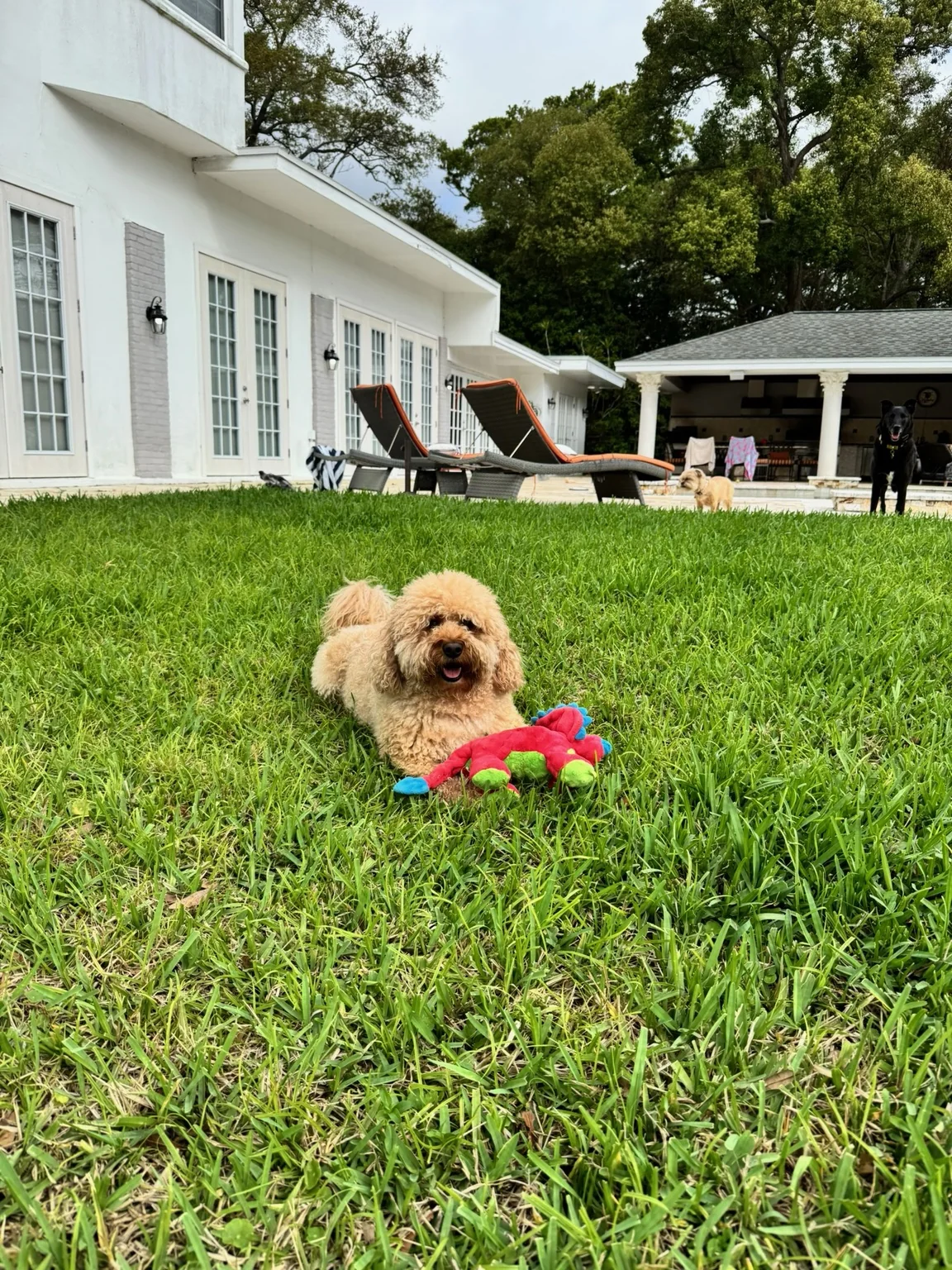 Small dog relaxing on the grass in the yard