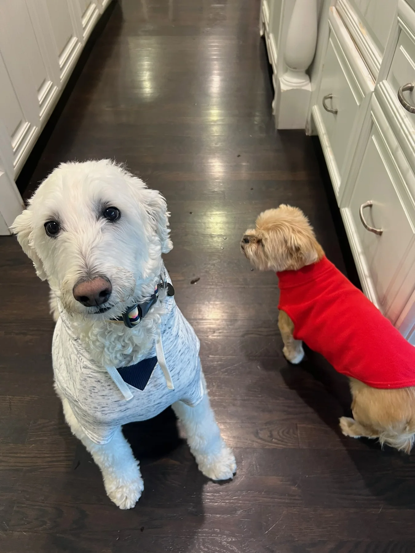 Two dogs meeting in a hallway at home