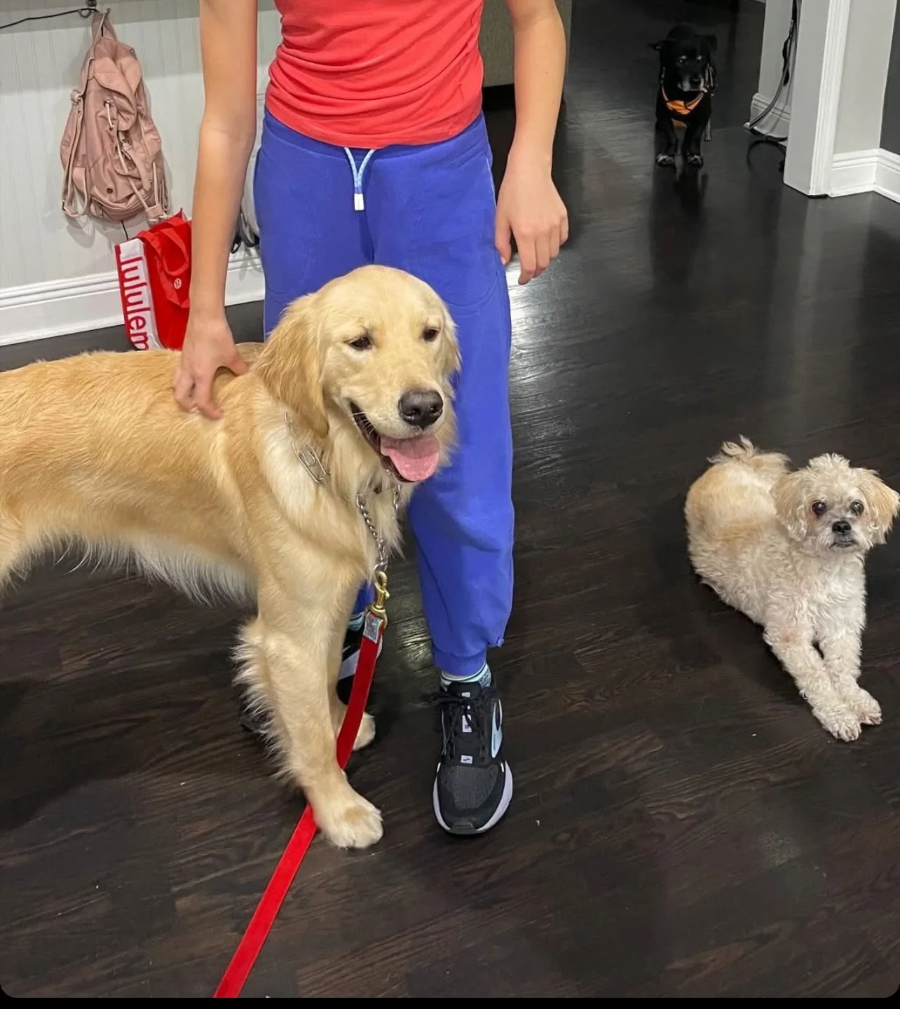 Several dogs spending time together indoors