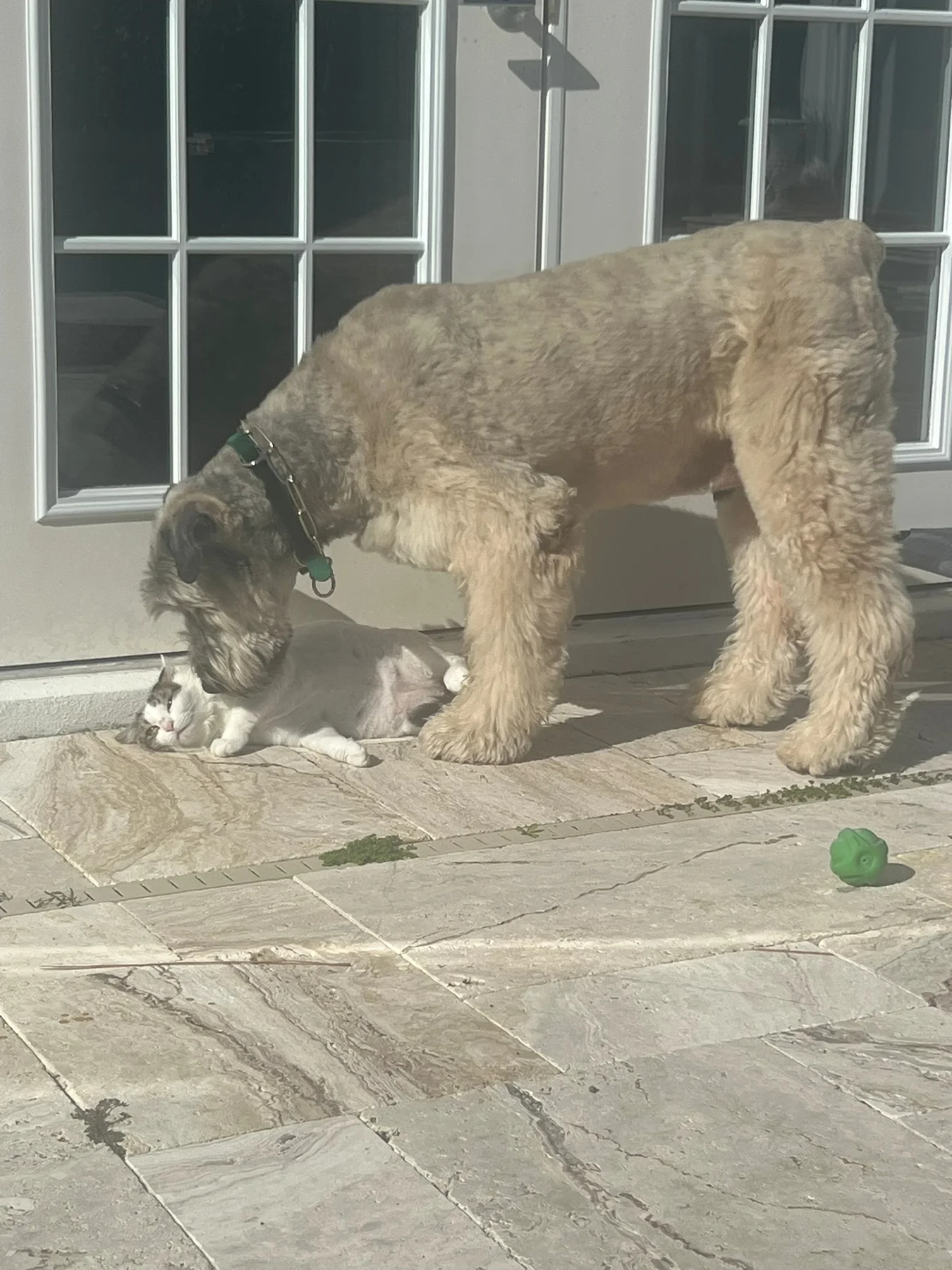 Dog exploring the patio outside a home
