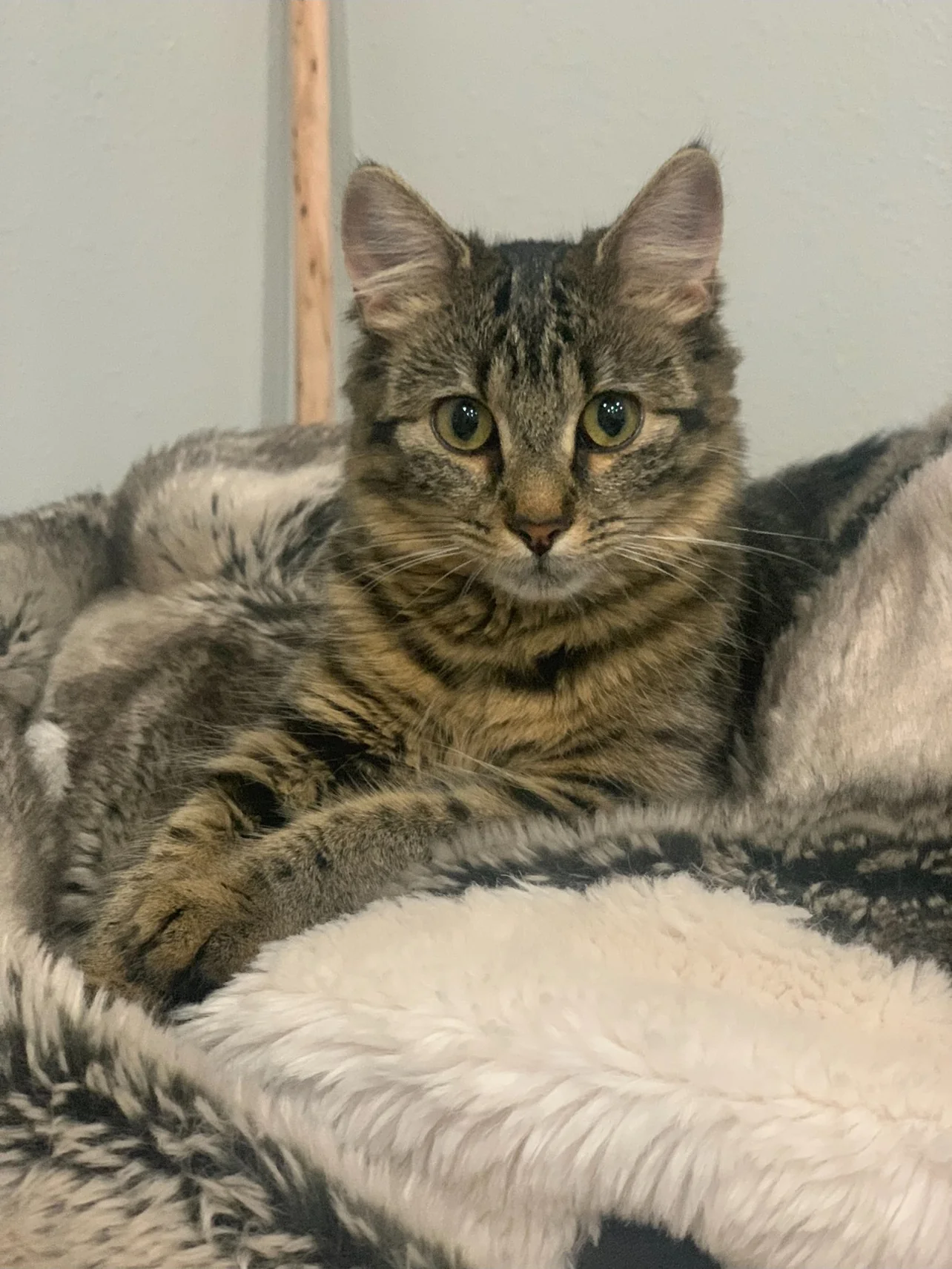 Tabby cat resting in a soft bed