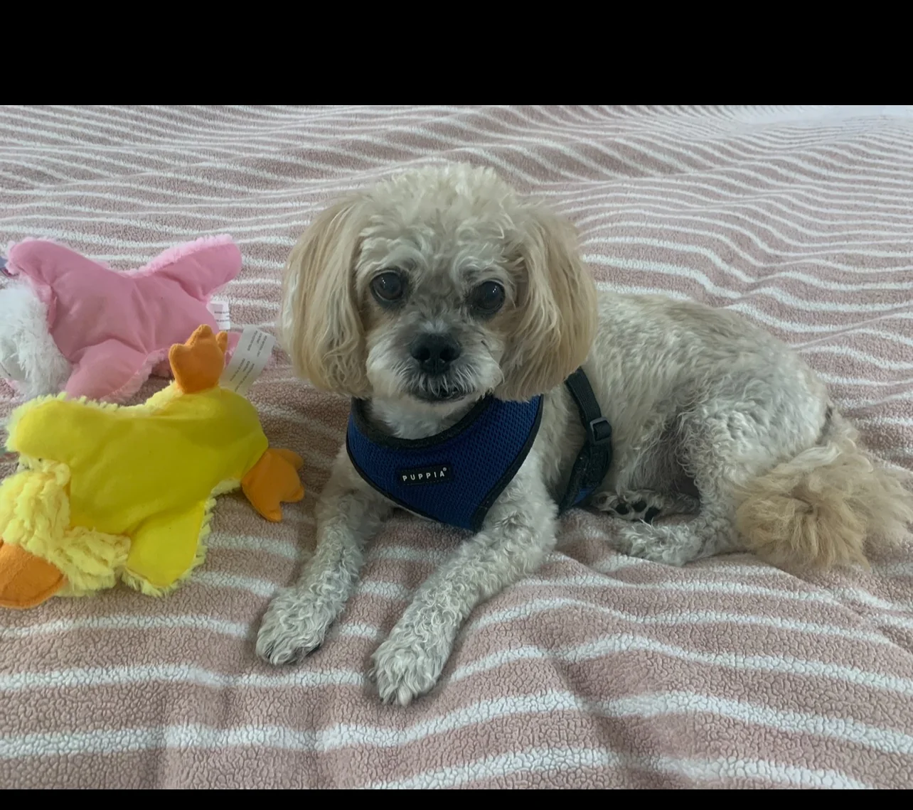 Small dog resting on a bed beside colorful toys