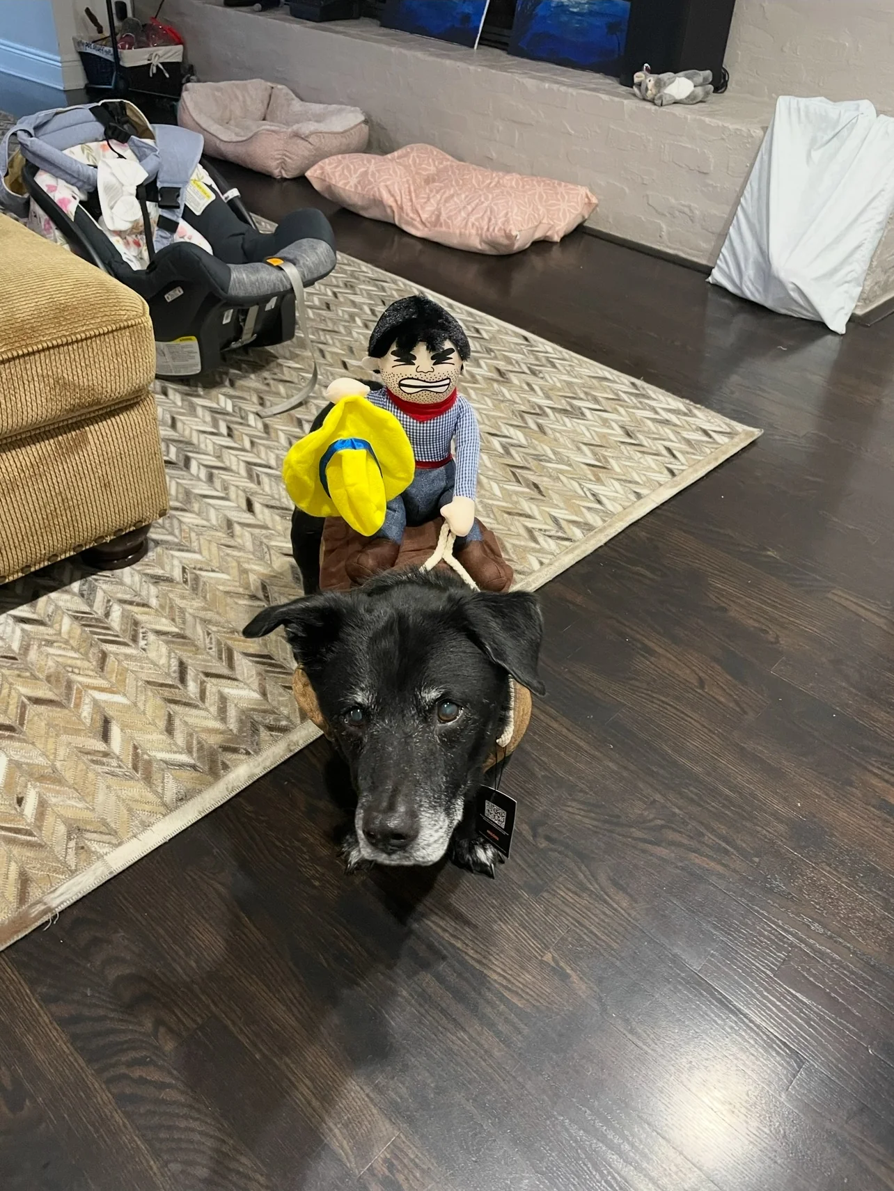 Black dog relaxing indoors beside a favorite toy