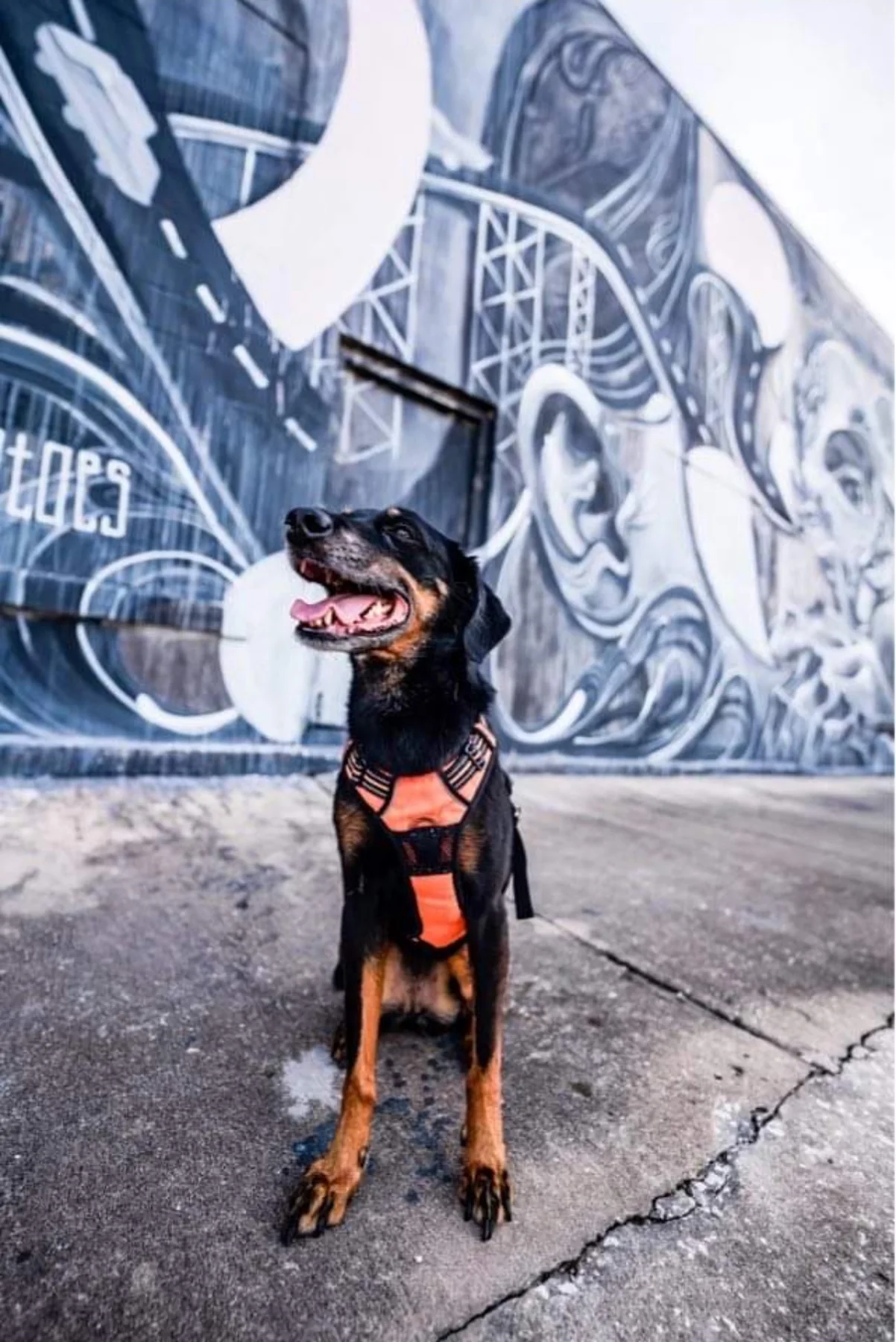 Black and tan dog posing in front of a colorful mural