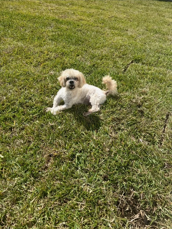 Small white dog enjoying the grass outdoors