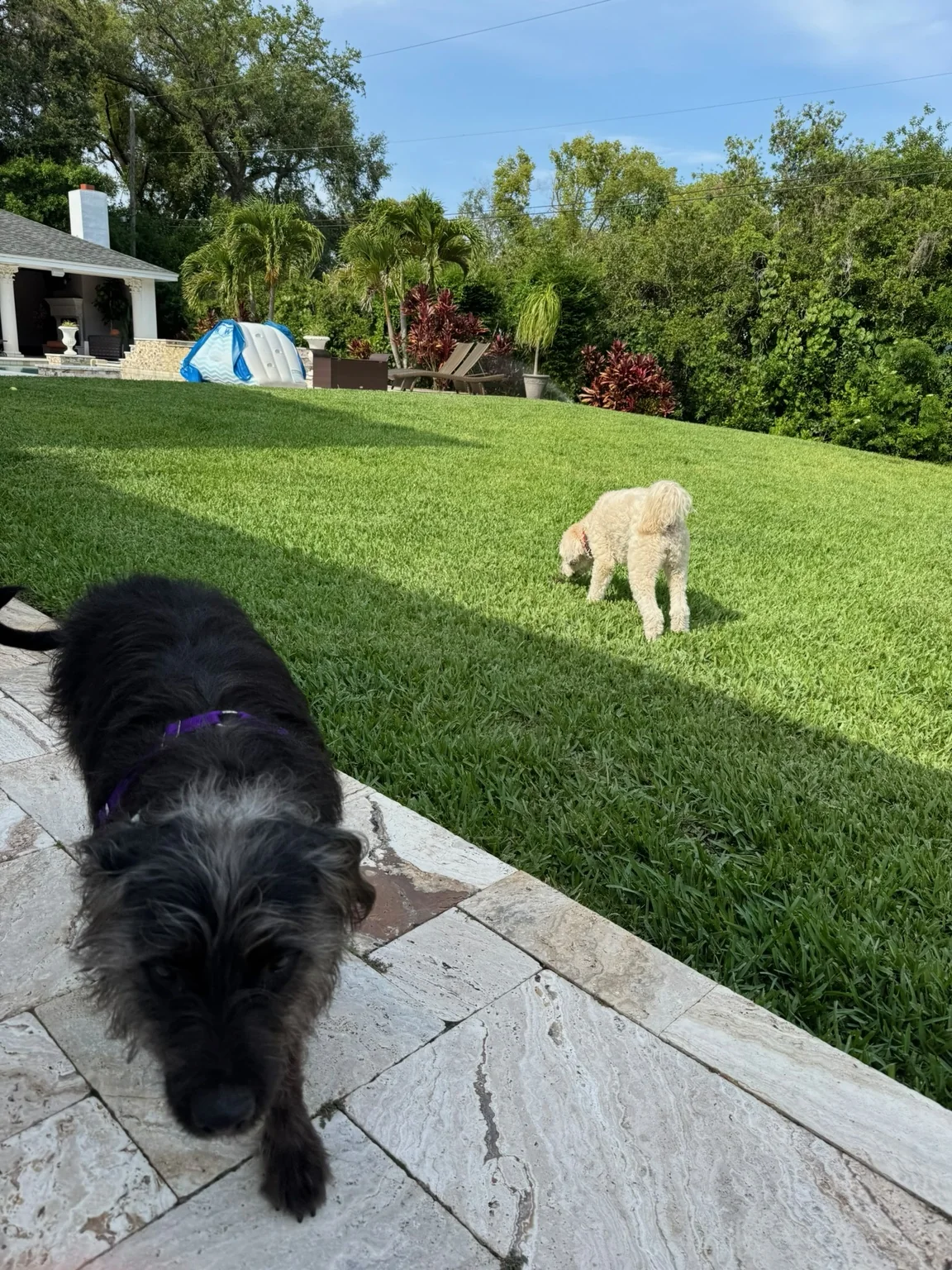 Dogs walking along a garden path