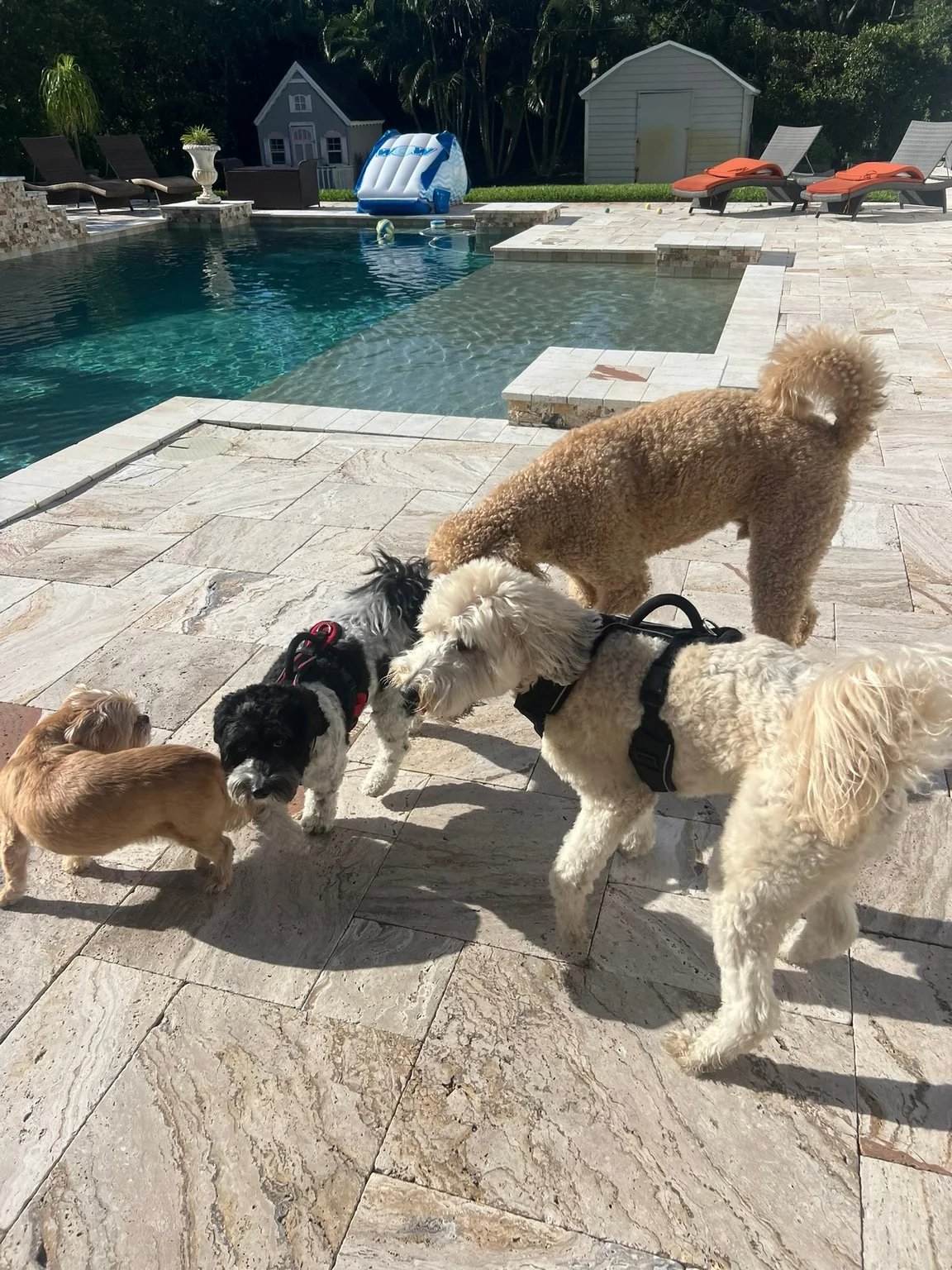 Several dogs spending time together beside the pool
