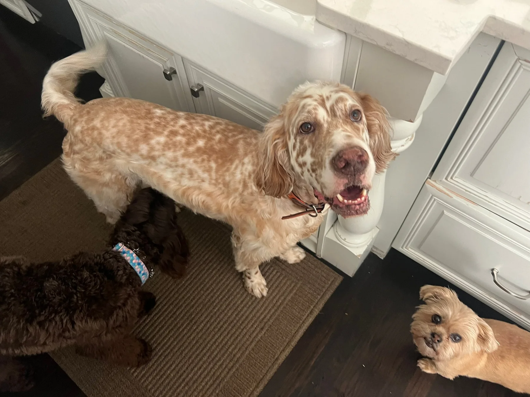 Three dogs greeting one another indoors