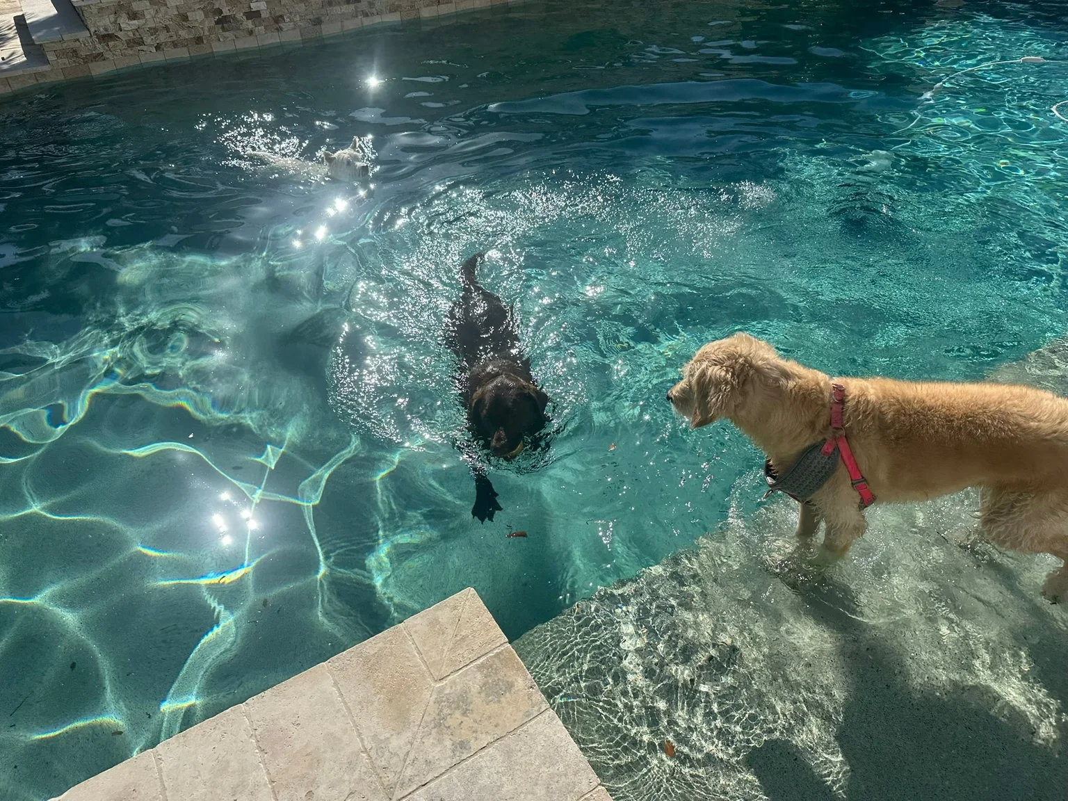 Two dogs enjoying a swim in the pool