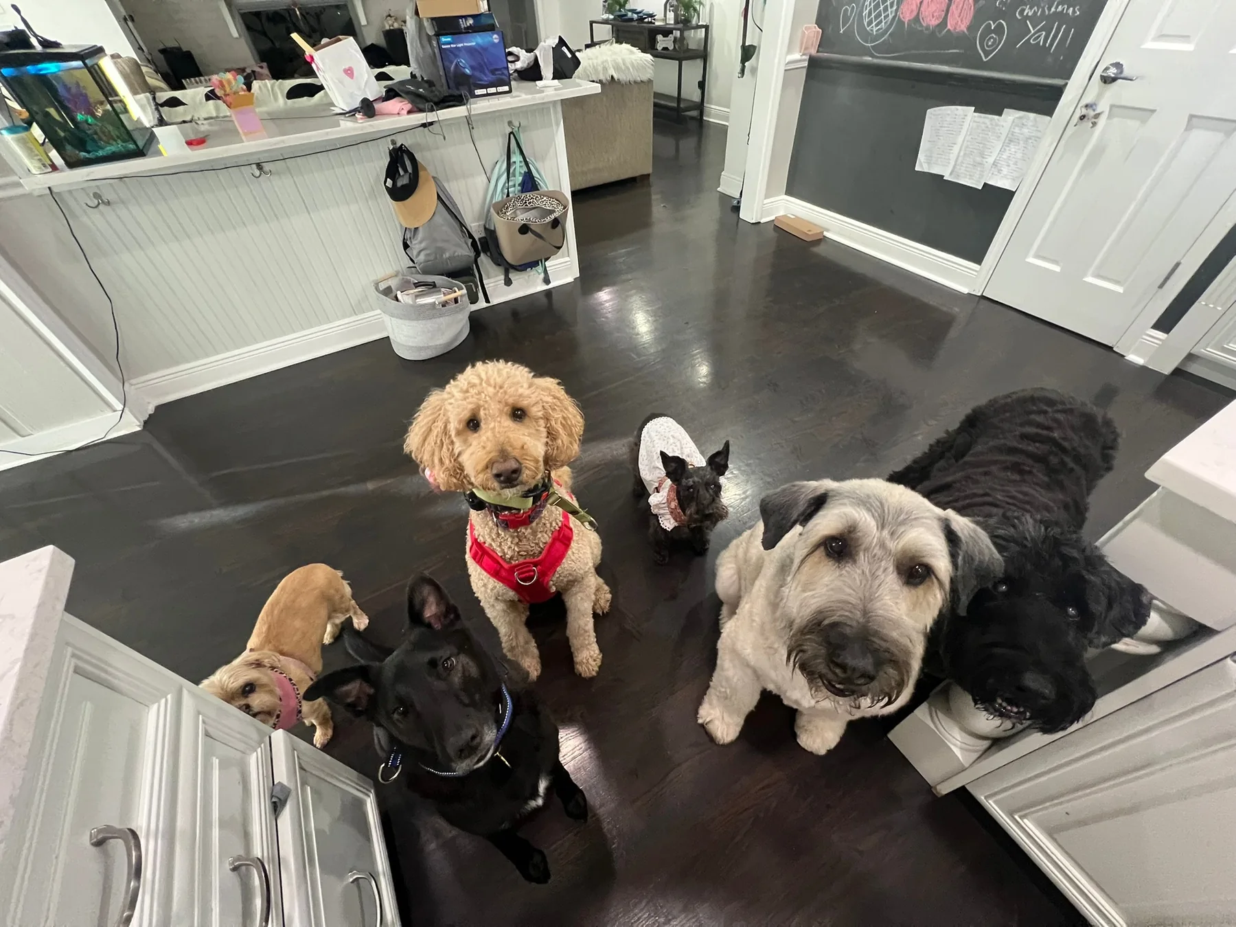 Several dogs gathered together inside the home
