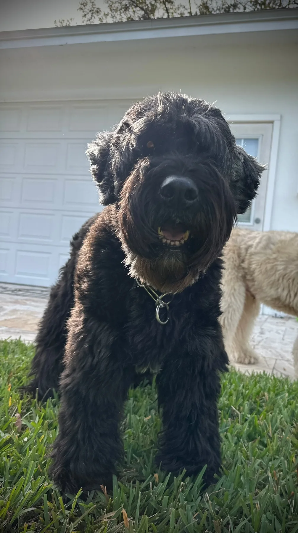 Black curly-coated dog relaxing in the yard